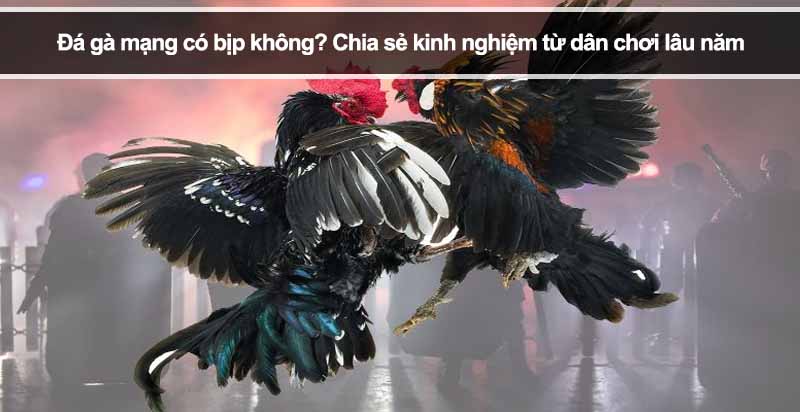 Đá gà mạng có bịp không? Chia sẻ kinh nghiệm từ dân chơi lâu năm