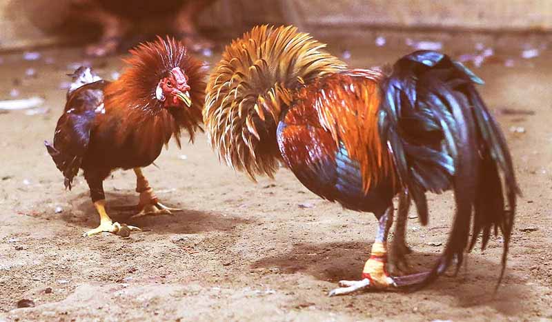 Đá gà mạng có bịp không? Chia sẻ kinh nghiệm từ dân chơi lâu năm 